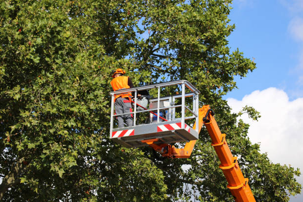 Reliable Douglas, GA Tree Service Solutions